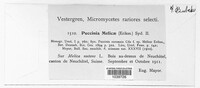 Puccinia melicae image